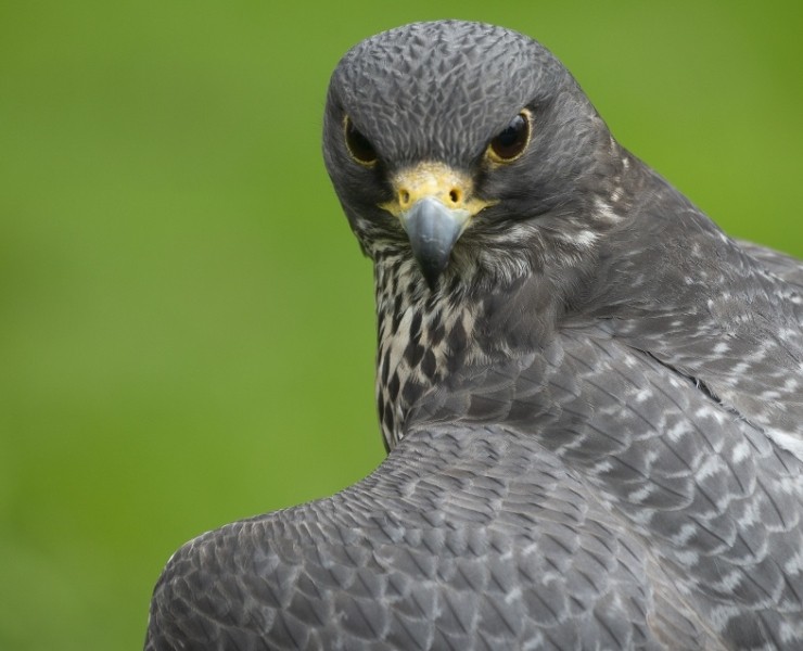 2027 Birds Of Prey Photography Experience