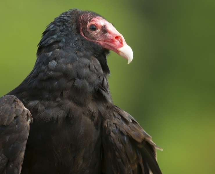 2027 Birds Of Prey Photography Experience