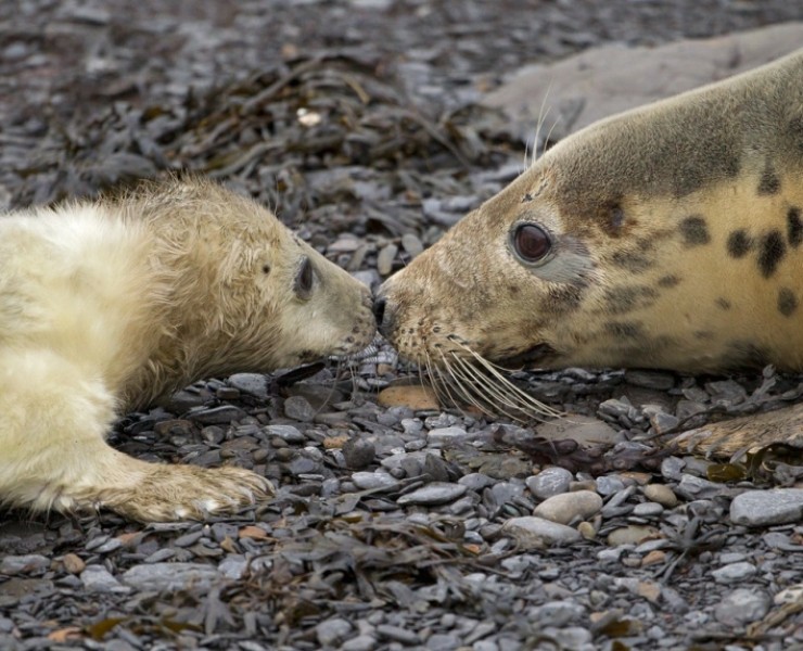 Grey Seal Bespoke Photography Experience