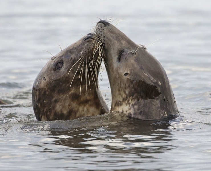 Grey Seal Bespoke Photography Experience