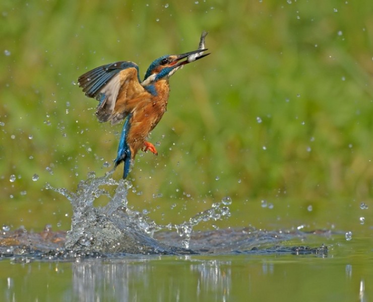 2021 Diving Kingfisher Photography Experience