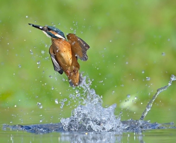 2021 Diving Kingfisher Photography Experience