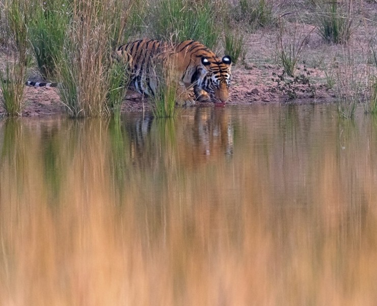 2025 Tigers Of India Photography Tour