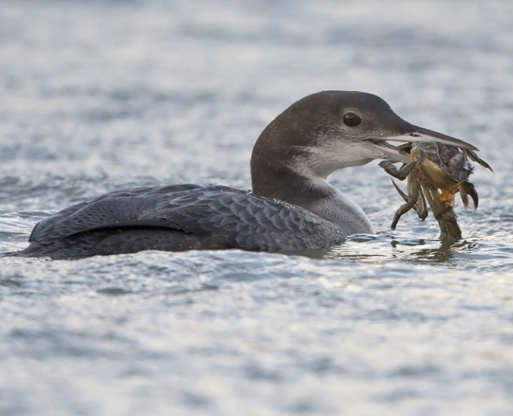 2023 Winter Birding And Wildlife Photography - Coast And Wetlands
