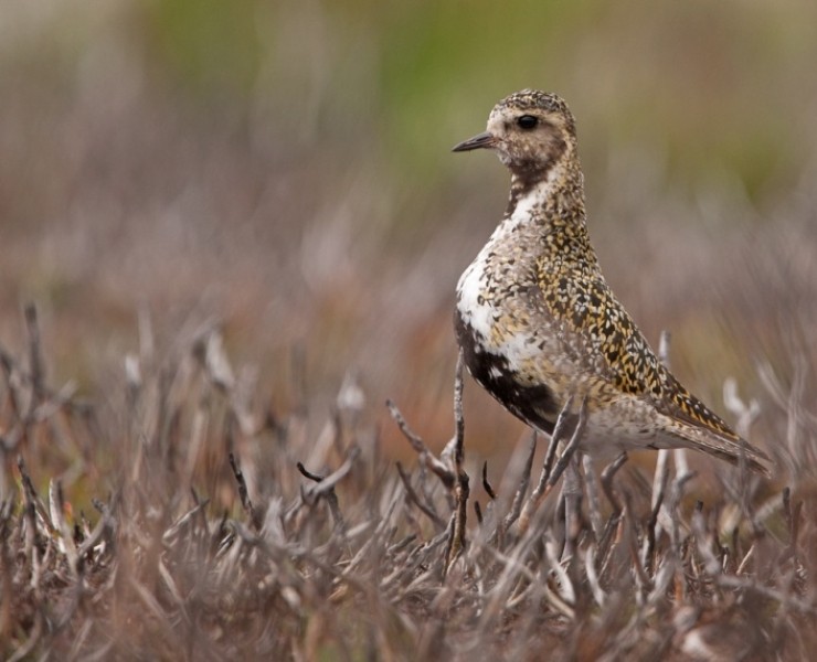 2022 Spring Birding And Wildlife Photography