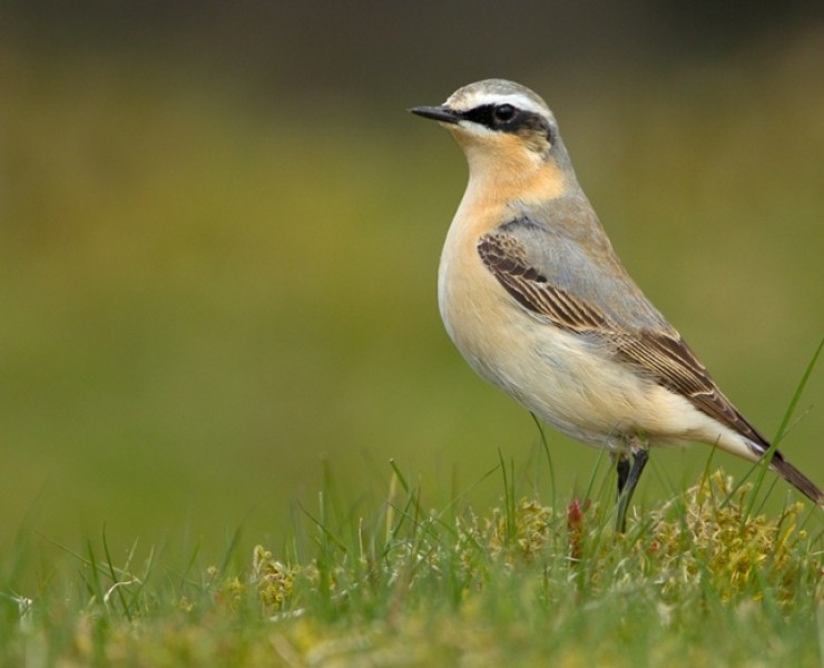 2022 Spring Birding And Wildlife Photography