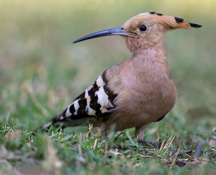 2023 Jungles And Wetlands Of India - Birding & Photography