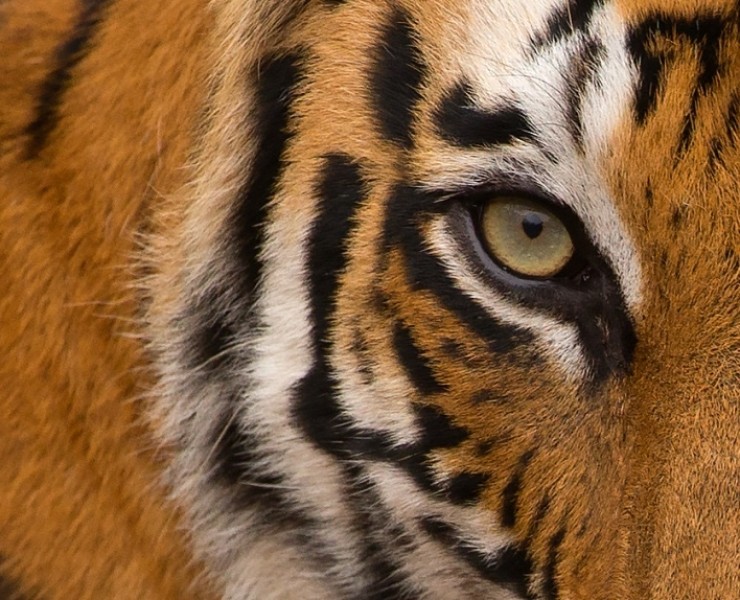 2023 Jungles And Wetlands Of India - Birding & Photography