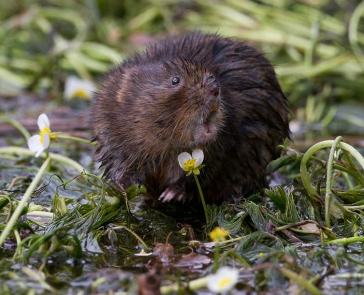 Water Vole - Steve Race ©