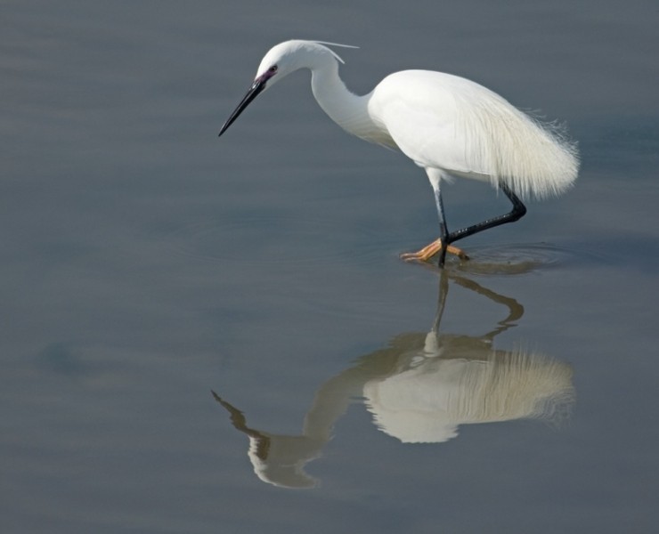 Little Egret - Steve Race ©