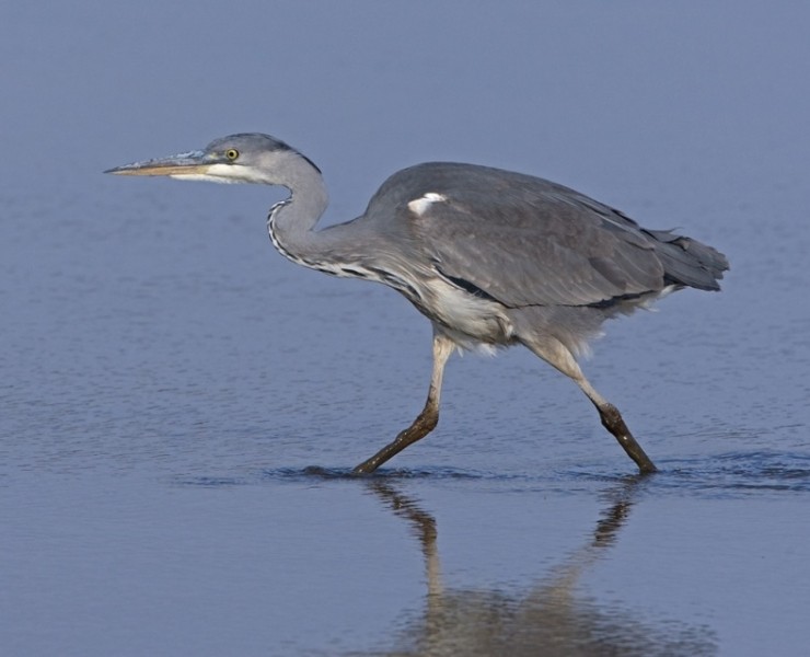 Grey Heron - Steve Race ©