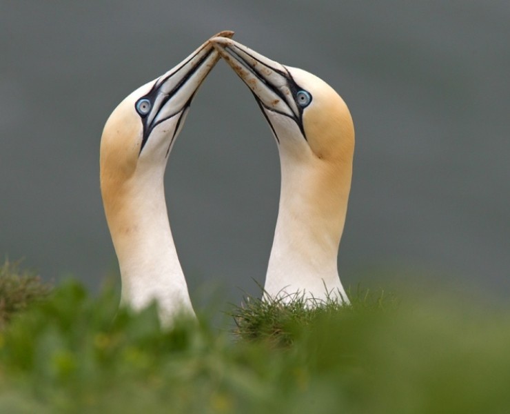 2023 Northern Gannet Photography Experience