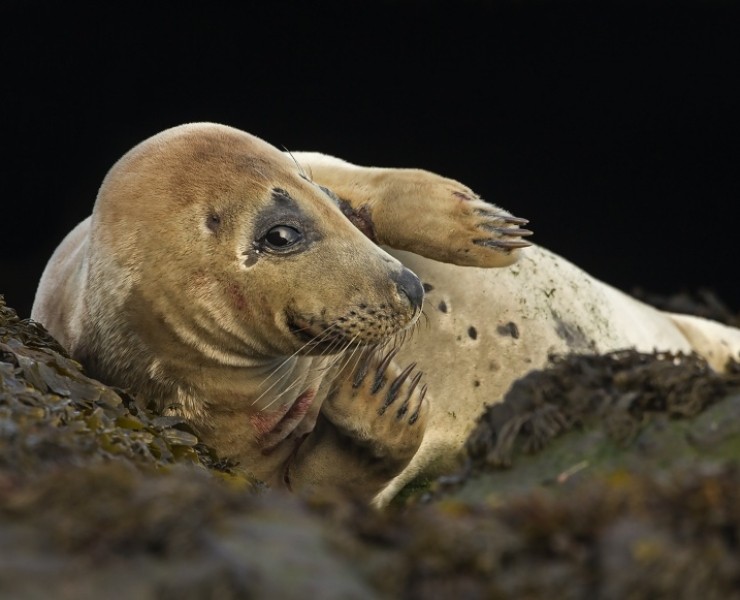 Grey Seal Bespoke Photography Experience