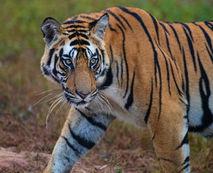 2021 Tigers Of India Photography Tour