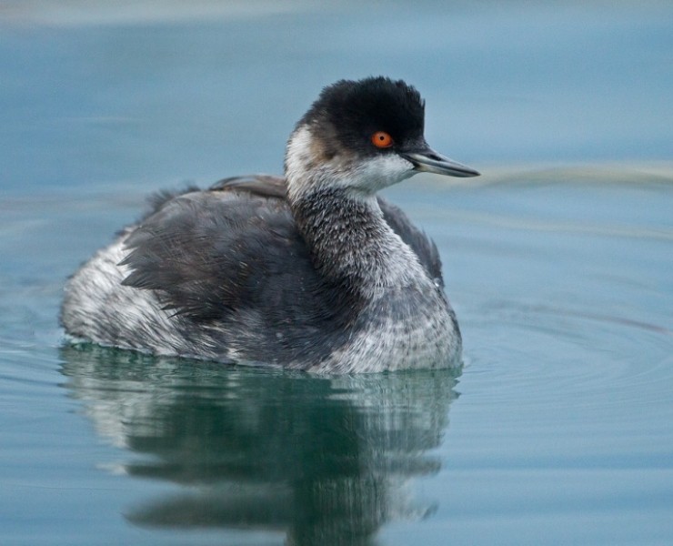 2023 Winter Birding And Wildlife Photography - Coast And Wetlands