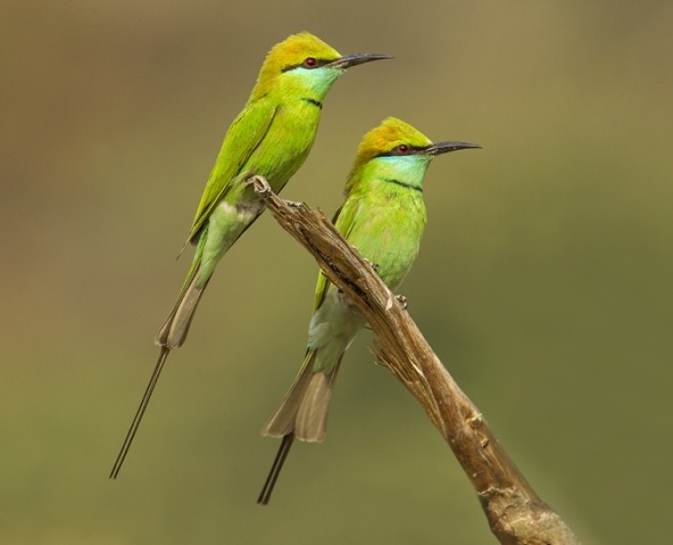 2023 Jungles And Wetlands Of India - Birding & Photography