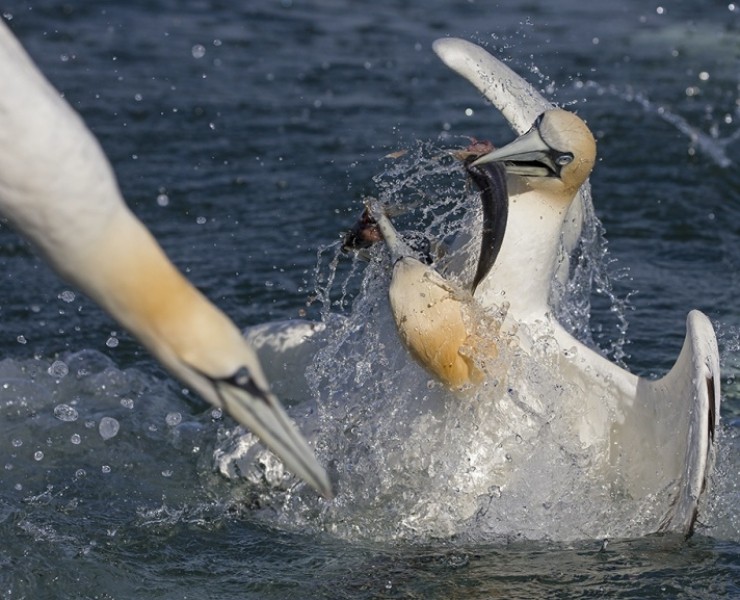 2024 Diving Gannet Photography Experience