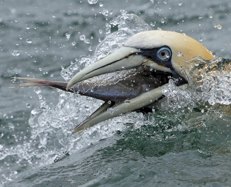 2024 Diving Gannet Photography Experience