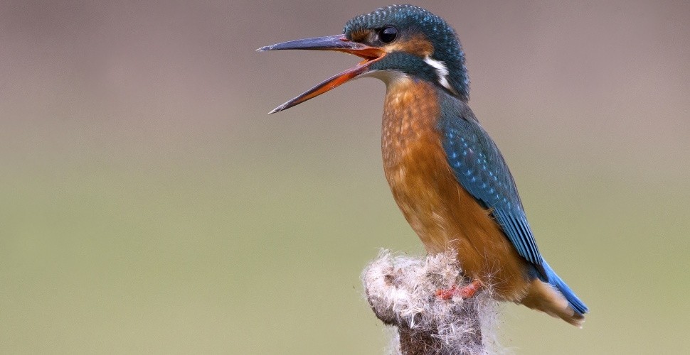 Kingfisher Photography Experience