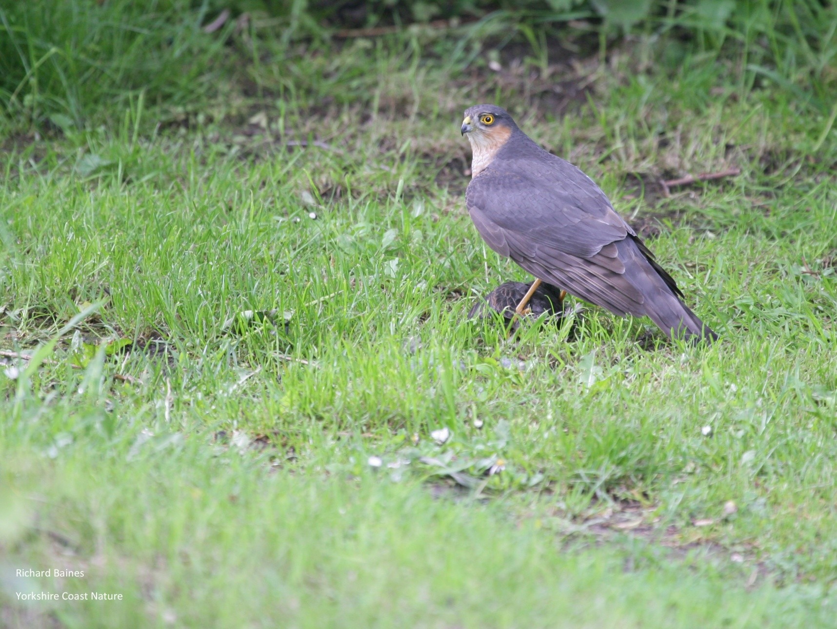 Birding The Cleveland Way Charltons To Saltburn Yorkshire Coast Nature