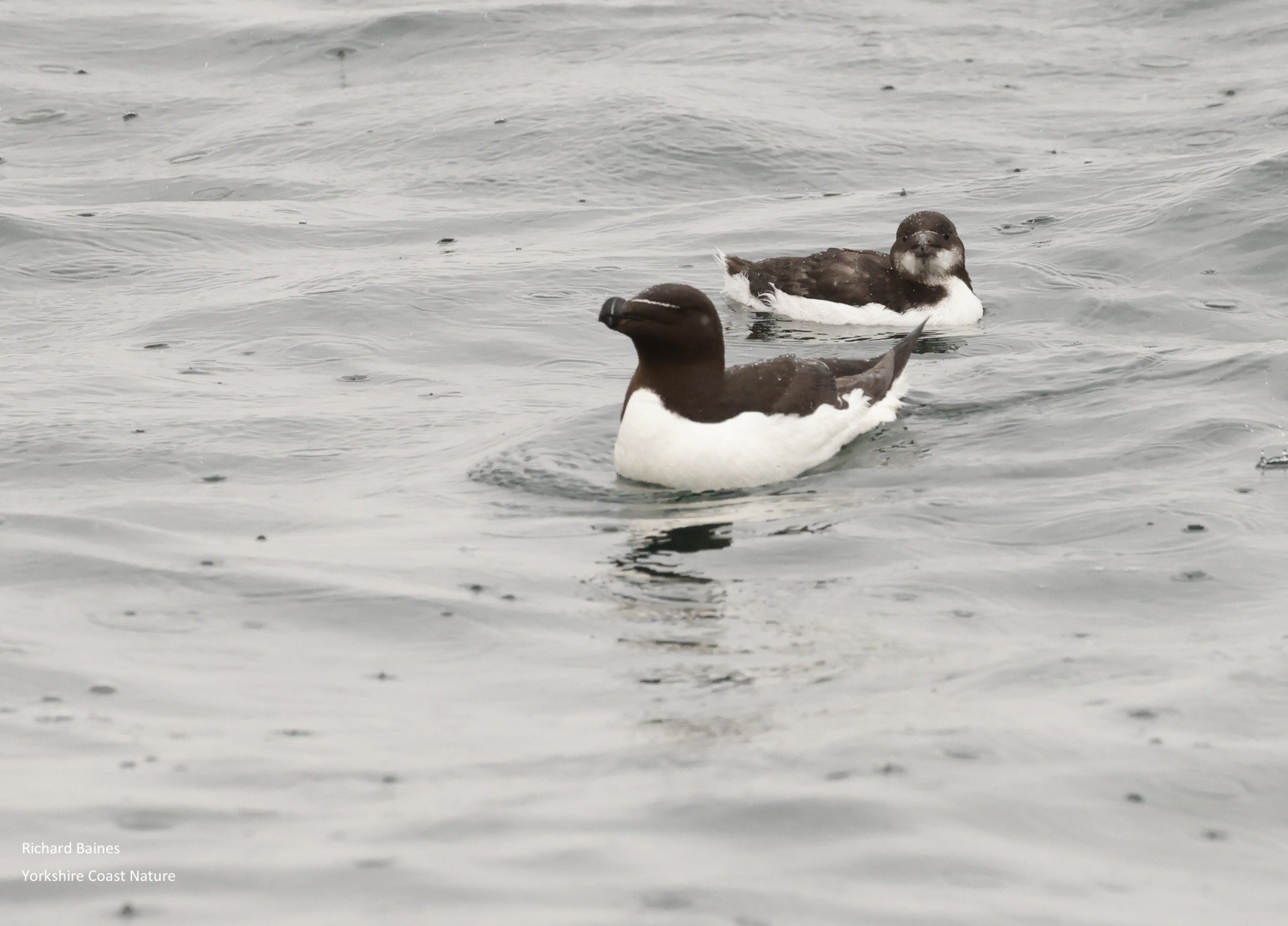 Razorbills On The Rise - Yorkshire Coast Nature