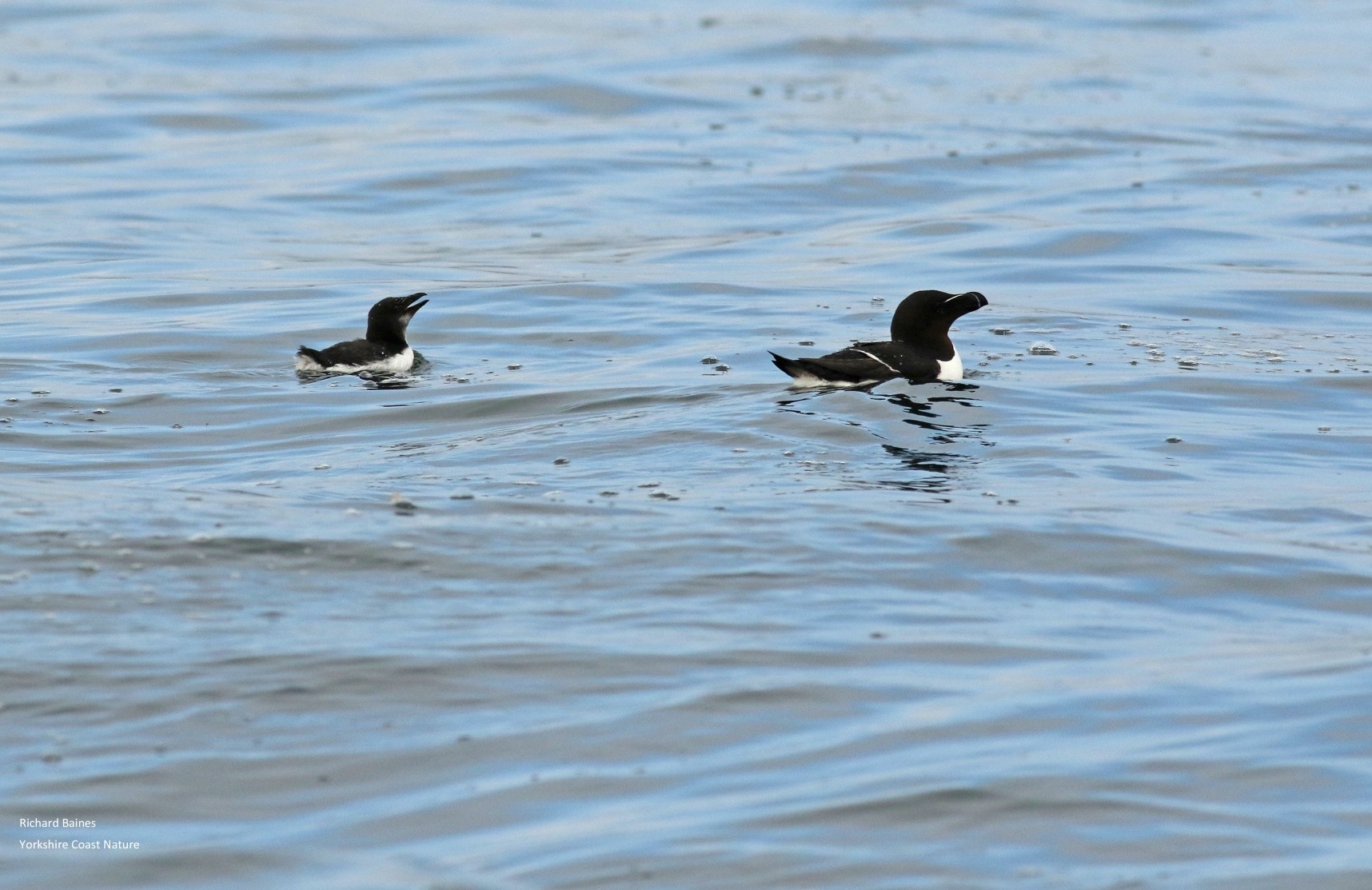 Razorbills On The Rise - Yorkshire Coast Nature