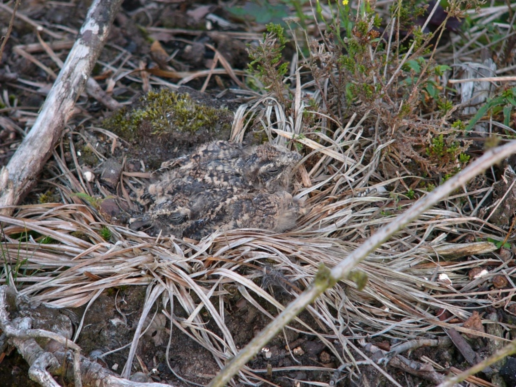 Return Of The Goatsucker - Yorkshire Coast Nature