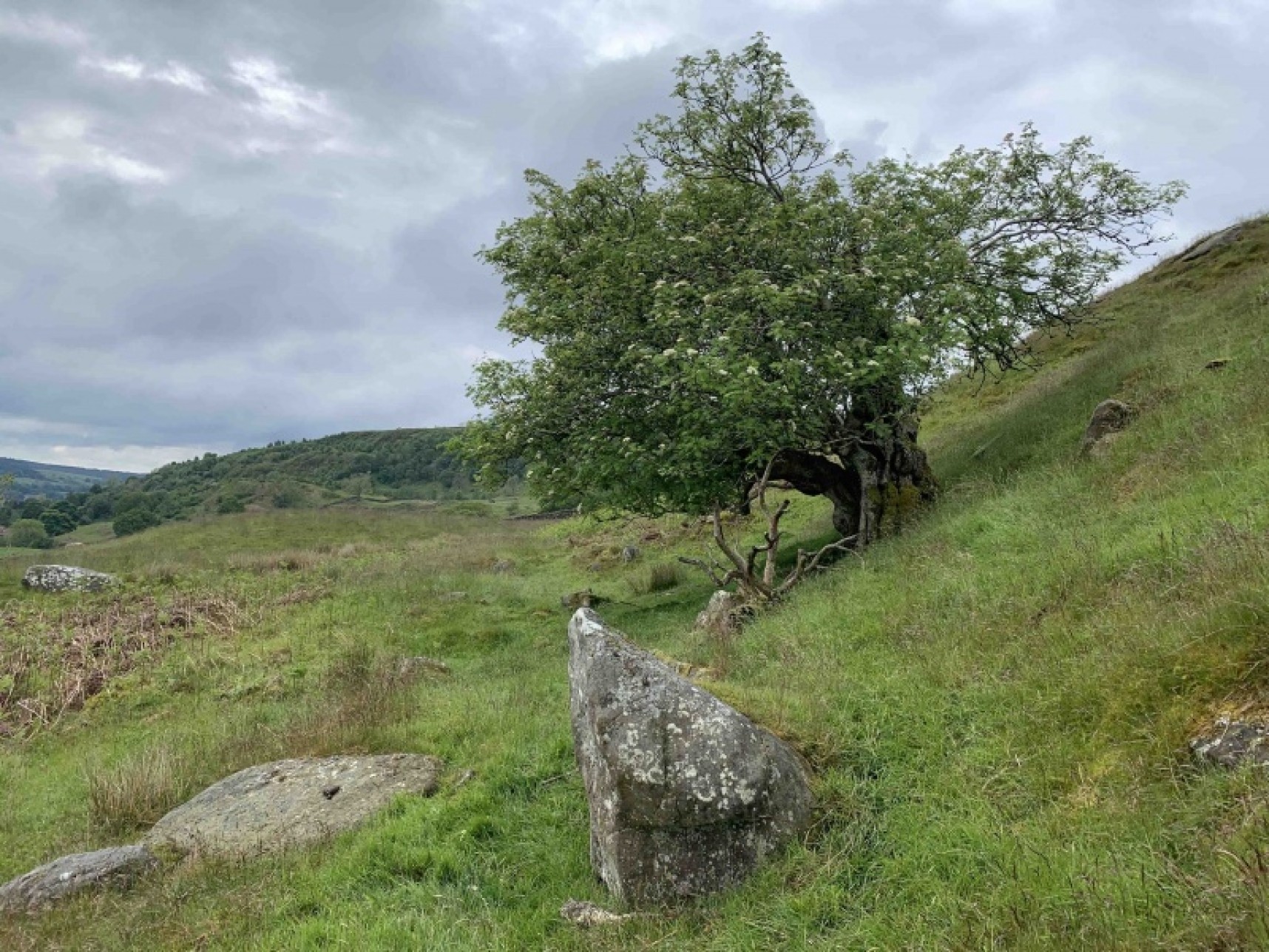 The Tree Rosedale Very Old Trees Above Rosedale Abbey - Yorkshire Coast Nature