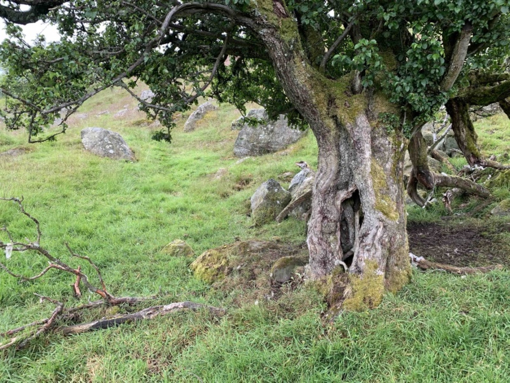 The Tree Rosedale Very Old Trees Above Rosedale Abbey - Yorkshire Coast Nature