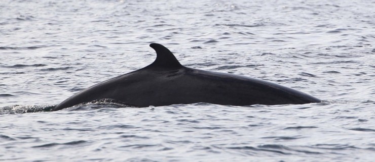 Seabirds and Whales Five Hour Trips Gift Voucher