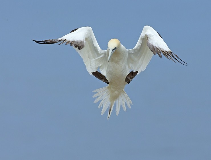 Birds in Flight Photography Workshop Gift Voucher