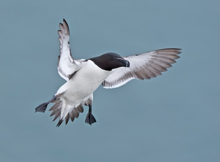 Birds in Flight Photography Workshop Gift Voucher