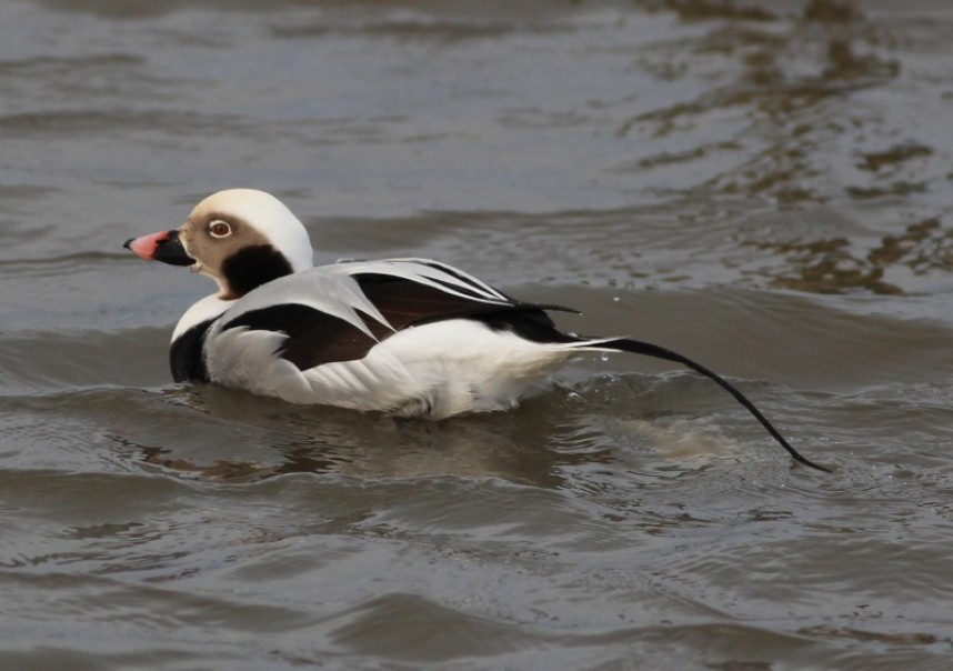  Adult male Long-tailed Duck © Mark Pearson