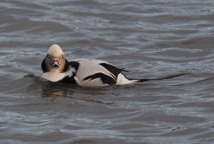  Adult male Long-tailed Duck © Mark Pearson