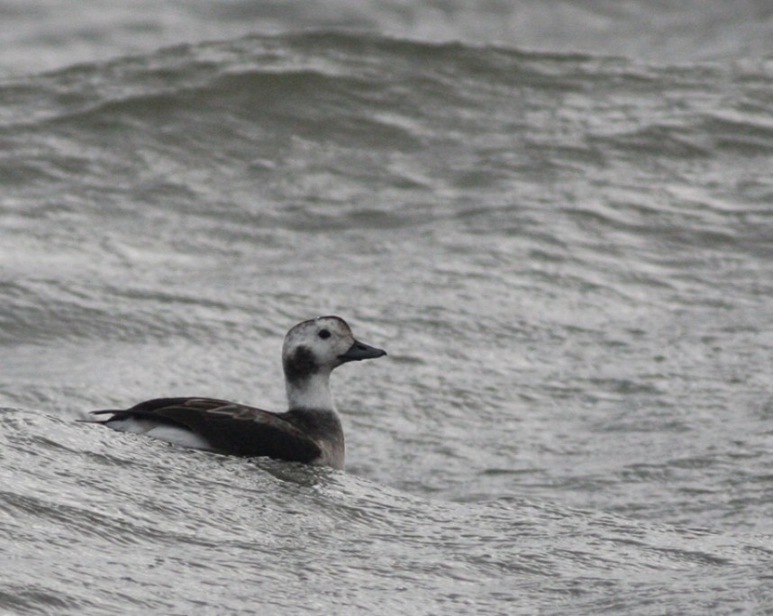  Female/Immature Long-tailed Duck © Mark Pearson