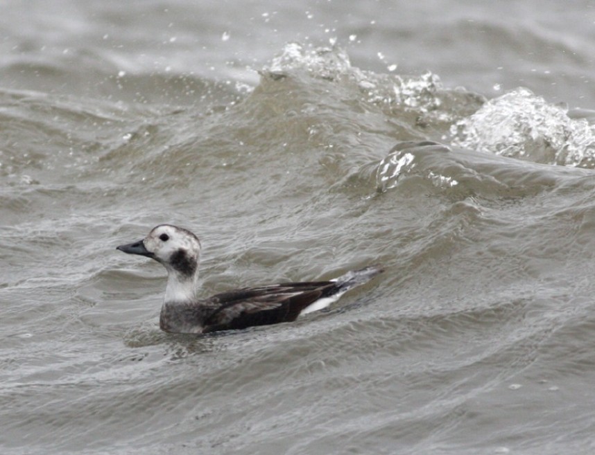  Female/Immature Long-tailed Duck © Mark Pearson