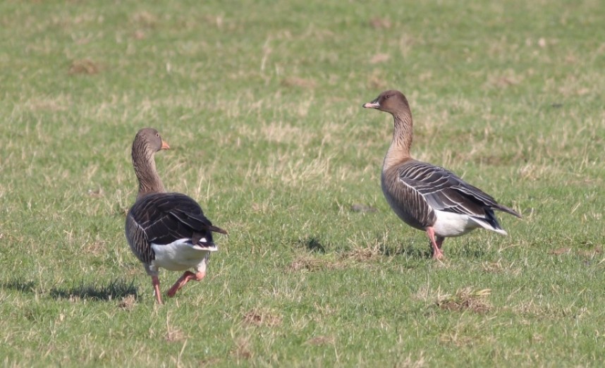  Pink-foot (right) with Greylag (MJP)