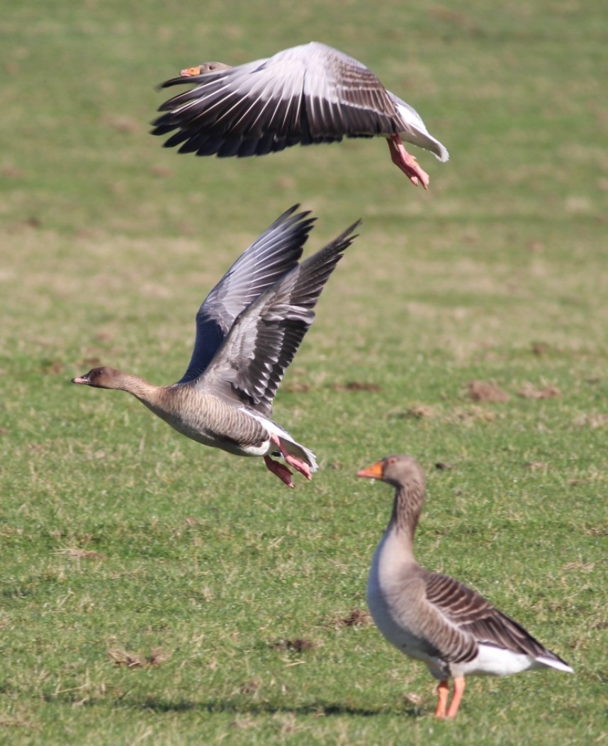  Pink-foot (centre) with Greylags (MJP)
