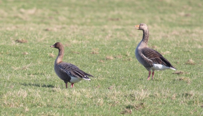  Pink-foot (left) with Greylag (MJP)