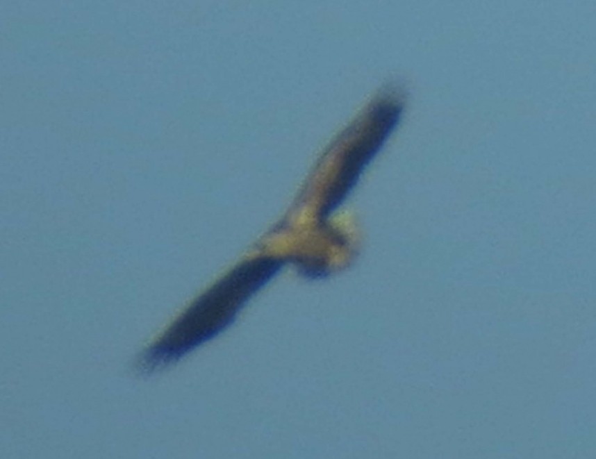  White-tailed Eagle 21-03-14 Wykeham Forest © Brett Richards 