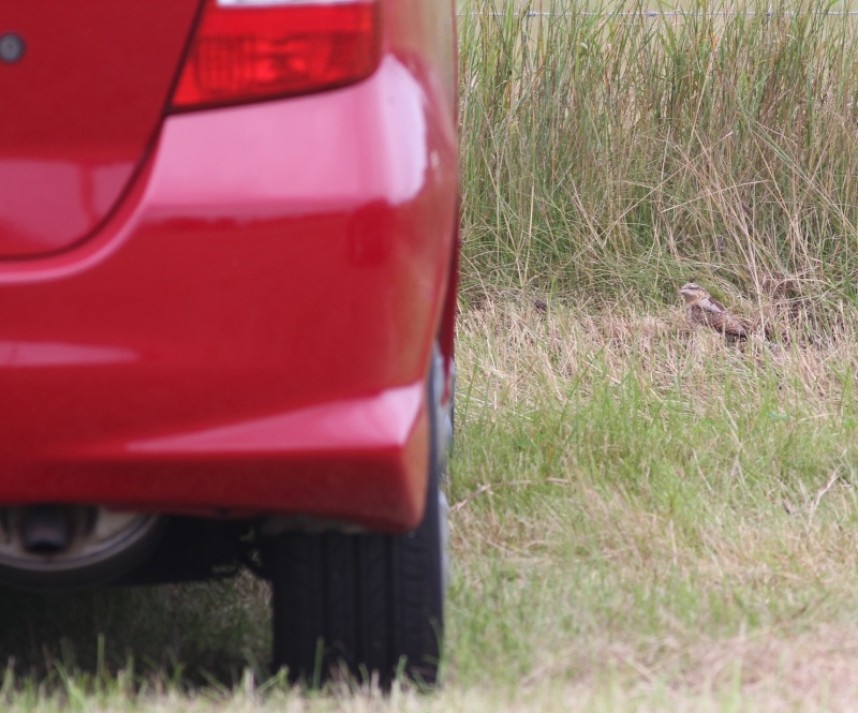  ... even when attempting to break into punter's cars