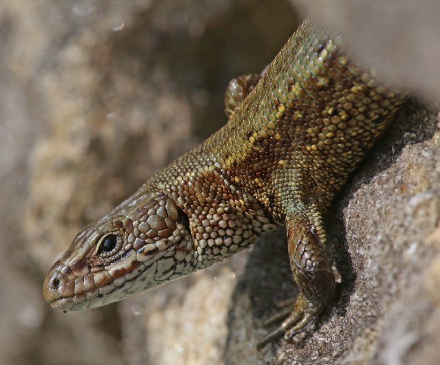 Adult male showing bronze colouration - Dan Lombard ©