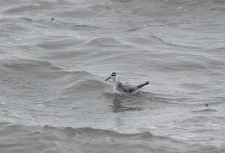   Grey Phalarope Filey © Mark Pearson