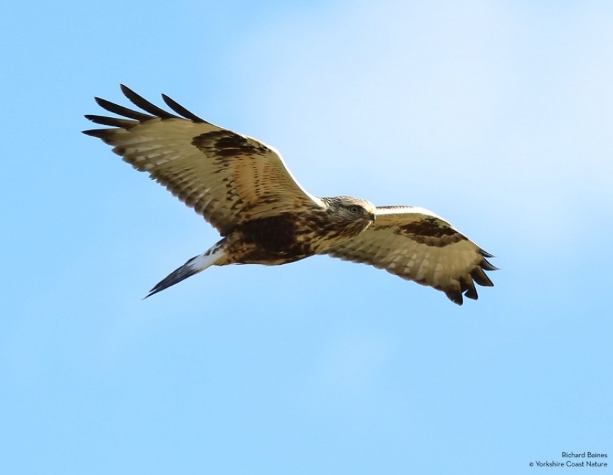 Rough-legged Buzzard Grindale 1st November © Richard Baines