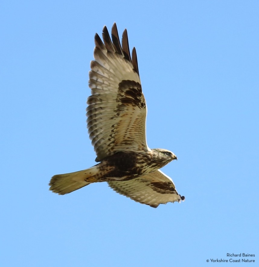  Rough-legged Buzzard Grindale 1st November © Richard Baines