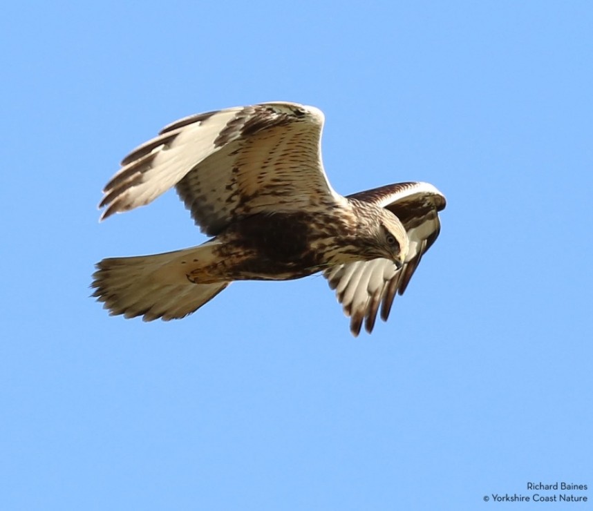  Rough-legged Buzzard Grindale 1st November © Richard Baines