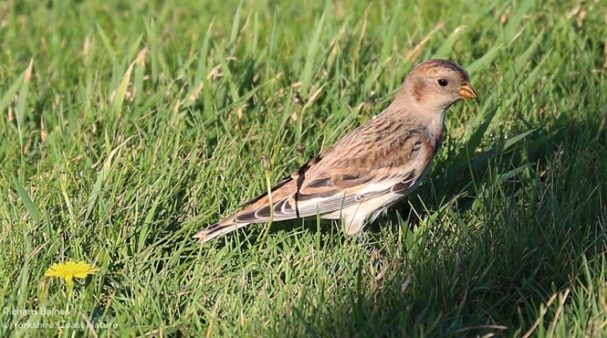  Snow Bunting © Richard Baines