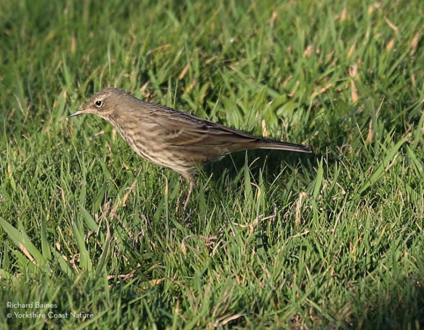  Rock Pipit © Richard Baines