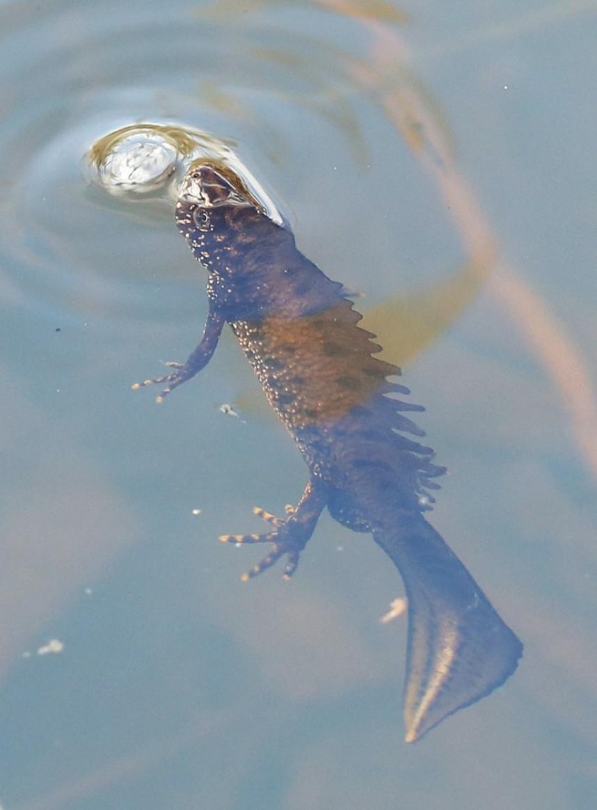 Great Crested Newt © Dan Lombard 