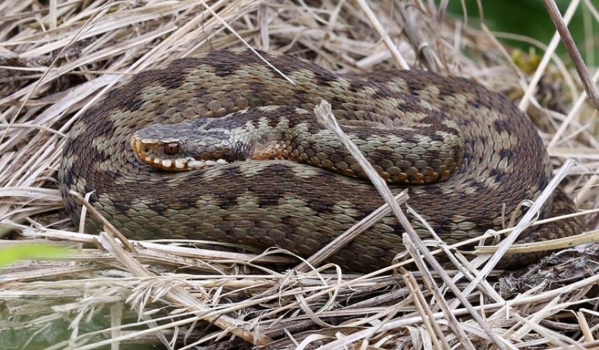  Adder © Dan Lombard 